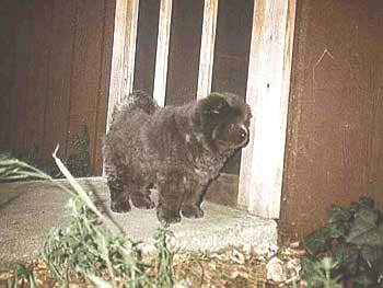 Baby Misty at the screen door
