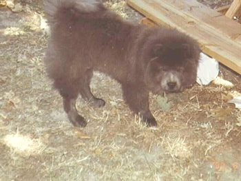Bear At Picnic Table