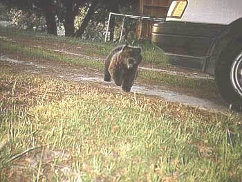 Baby Misty running like a bear