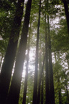 [Redwood Trees]