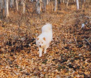 Autum Walk In The Yard