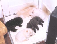 Snowballs Litter Mate