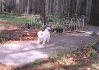 Snowball looking around Outside