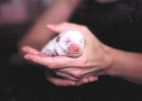 Snowballs First Camera Shot