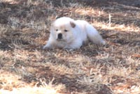 Tristian Posing on the Grass