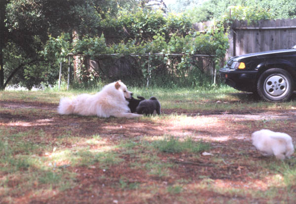 Dad Playing with the Kids