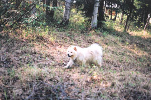 In the Forest